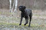 CANE CORSO 784